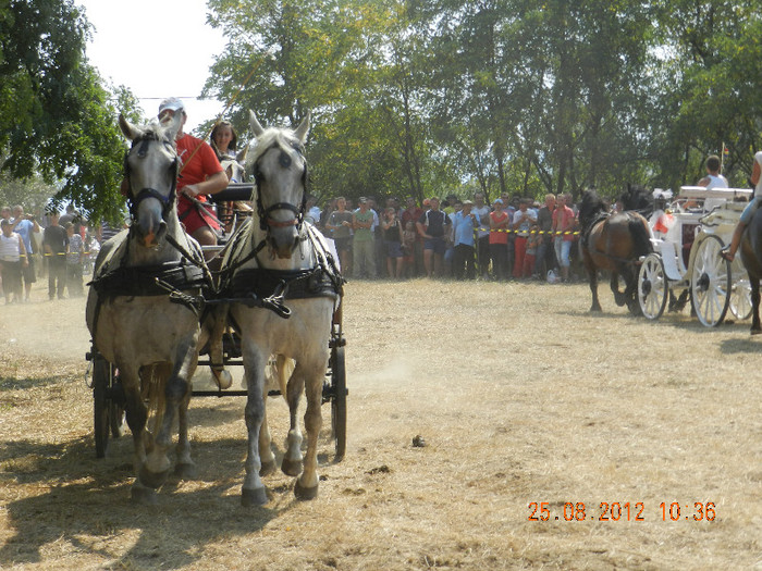DSCN1807 - expozitia de cai tauteu bihor 2012