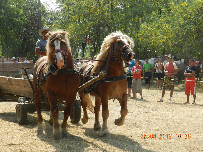 DSCN1810 - expozitia de cai tauteu bihor 2012