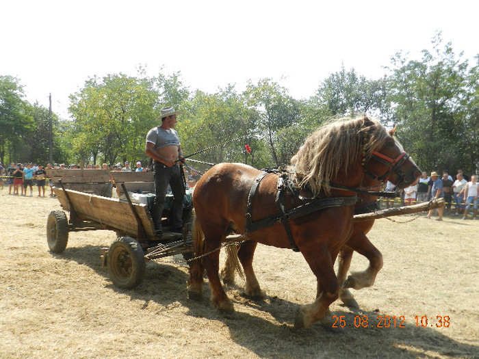 DSCN1811 - expozitia de cai tauteu bihor 2012