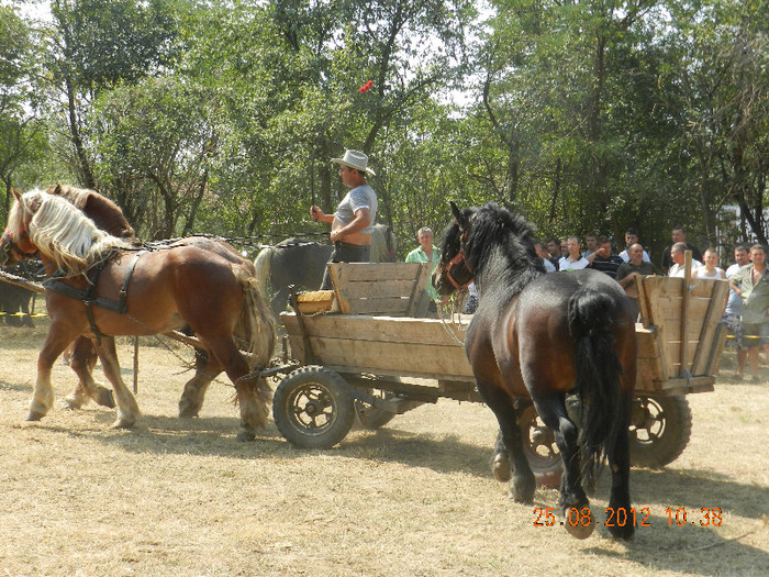 DSCN1812 - expozitia de cai tauteu bihor 2012