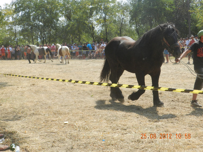 DSCN1824 - expozitia de cai tauteu bihor 2012