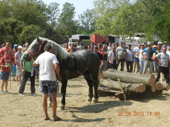 DSCN1825 - expozitia de cai tauteu bihor 2012