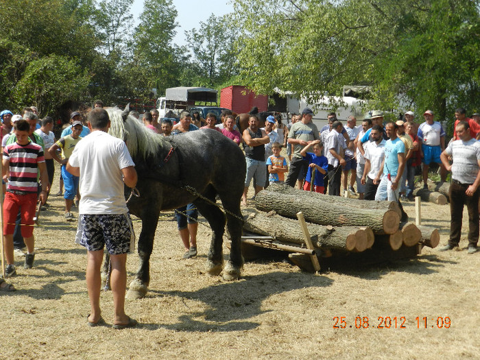 DSCN1826 - expozitia de cai tauteu bihor 2012