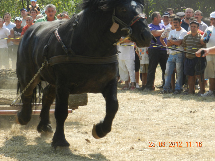 DSCN1836 - expozitia de cai tauteu bihor 2012