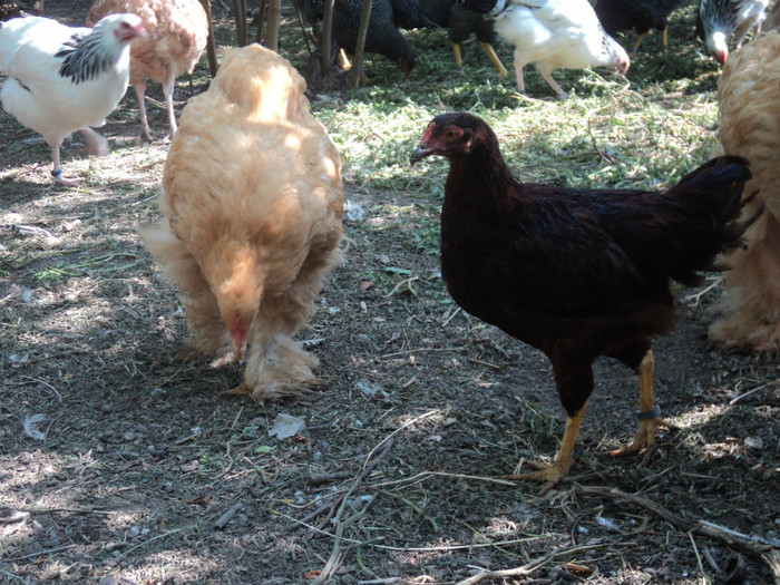 DSC01029 - Tineret  2012