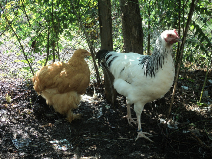 DSC01031 - Tineret  2012