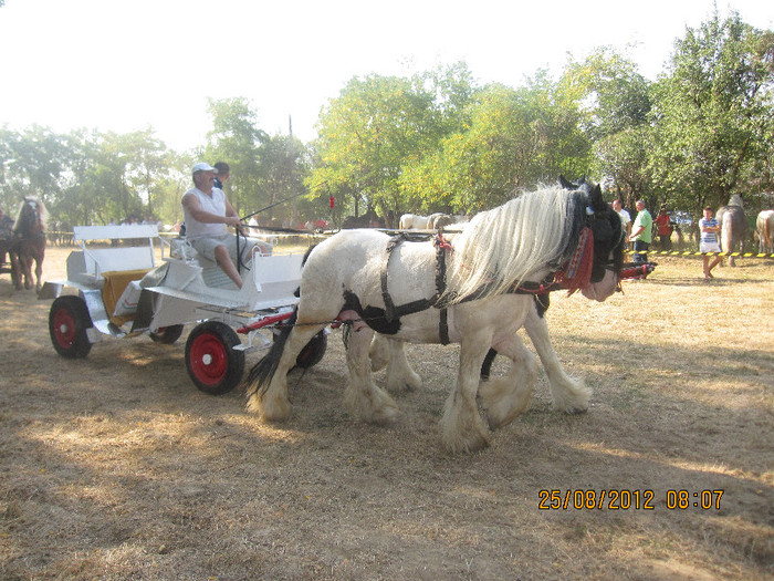 IMG_1863 - expozitia de cai tauteu bihor 2012