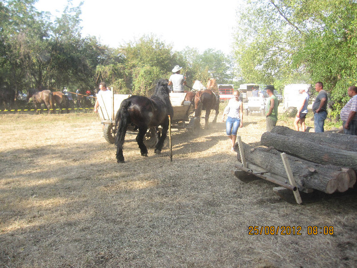 IMG_1865 - expozitia de cai tauteu bihor 2012