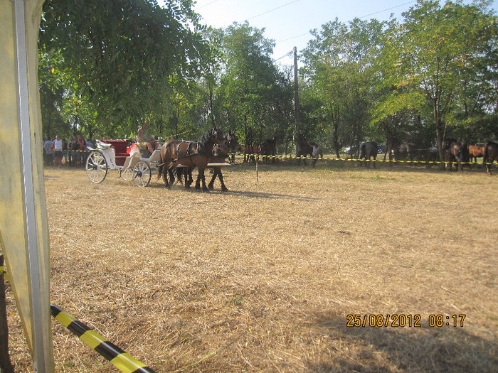 IMG_1867 - expozitia de cai tauteu bihor 2012
