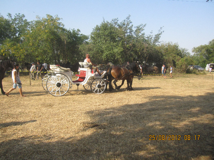 IMG_1868 - expozitia de cai tauteu bihor 2012