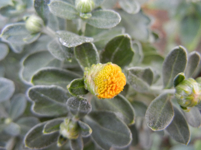 Yellow Chrysanthemum (2012, Sep.12)