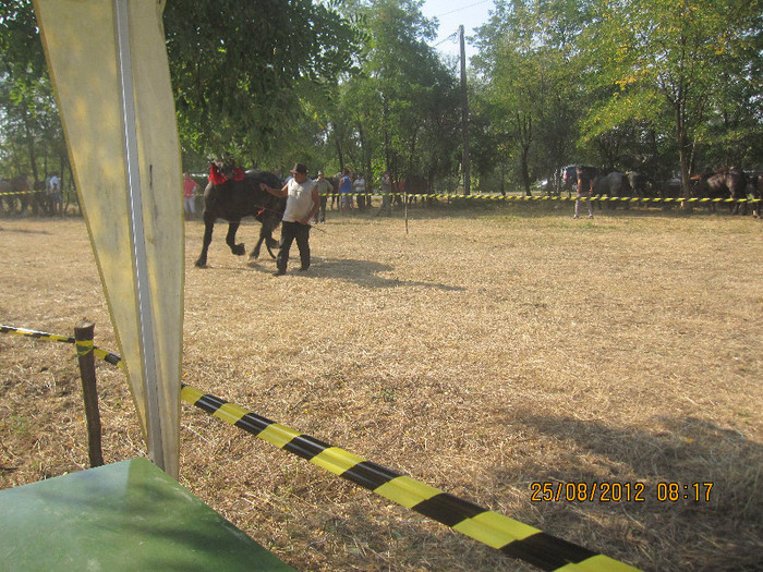 IMG_1870 - expozitia de cai tauteu bihor 2012