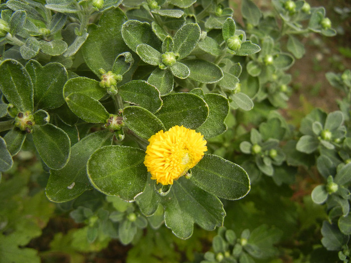 Yellow Chrysanthemum (2012, Sep.12) - Yellow Chrysanthemum