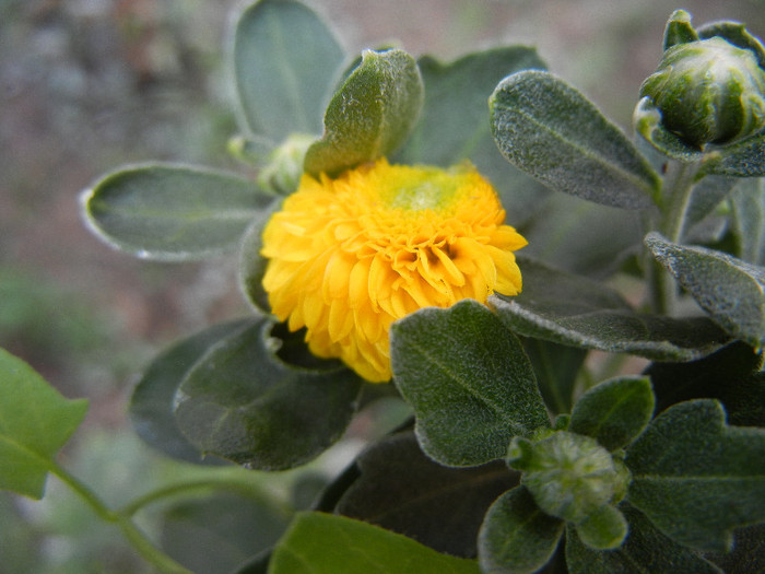 Yellow Chrysanthemum (2012, Sep.12) - Yellow Chrysanthemum