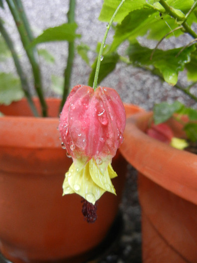 Abutilon megapotamicum (2012, Sep.12) - Abutilon megapotamicum