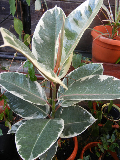 Ficus elastica Tineke (2012, Sep.12) - Ficus elastica Tineke