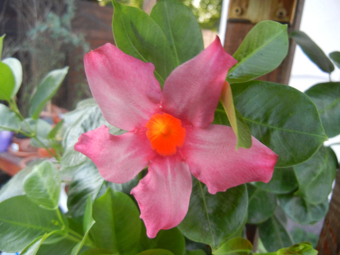 Mandevilla Summer Bell Red (`12, Sep.06)