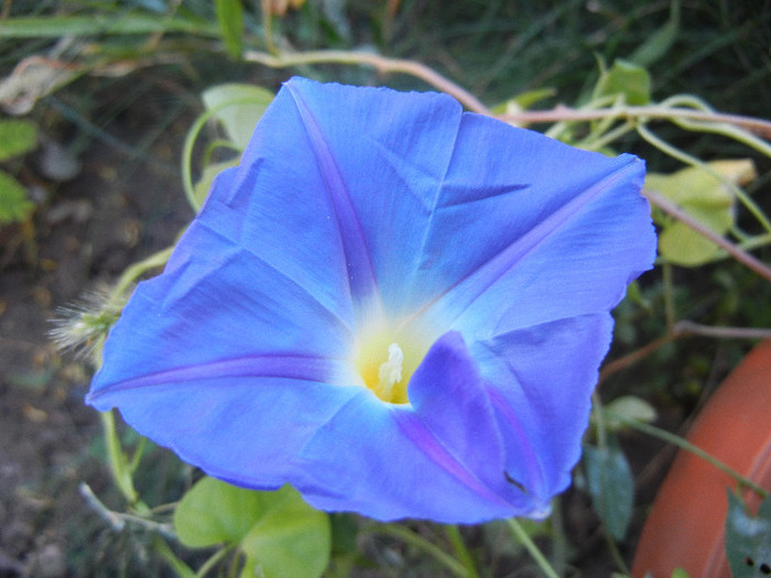 Blue Morning Glory (2012, Sep.10) - Blue Morning Glory