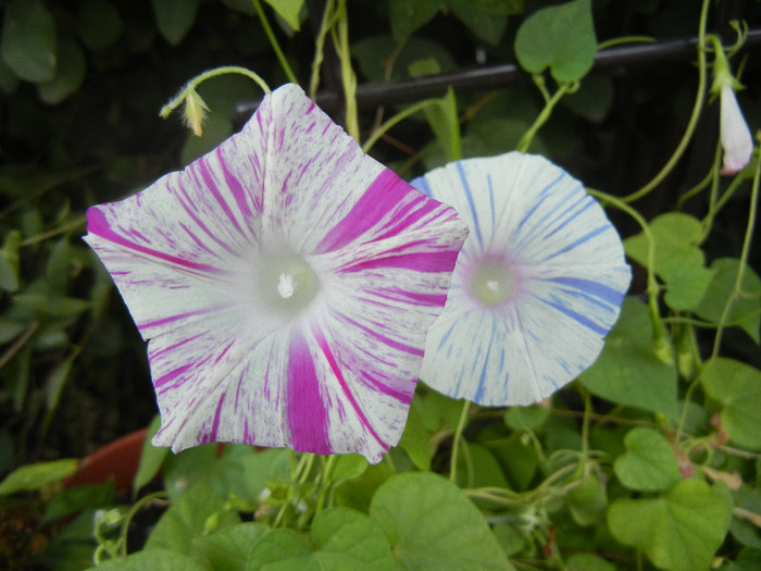 Carnevale di Venezia (2012, Sep.09)