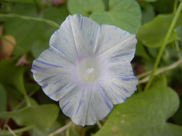 Carnevale di Venezia (2012, Sep.10)