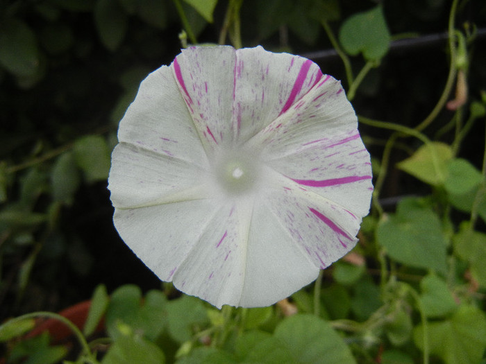 Carnevale di Venezia (2012, Sep.12)