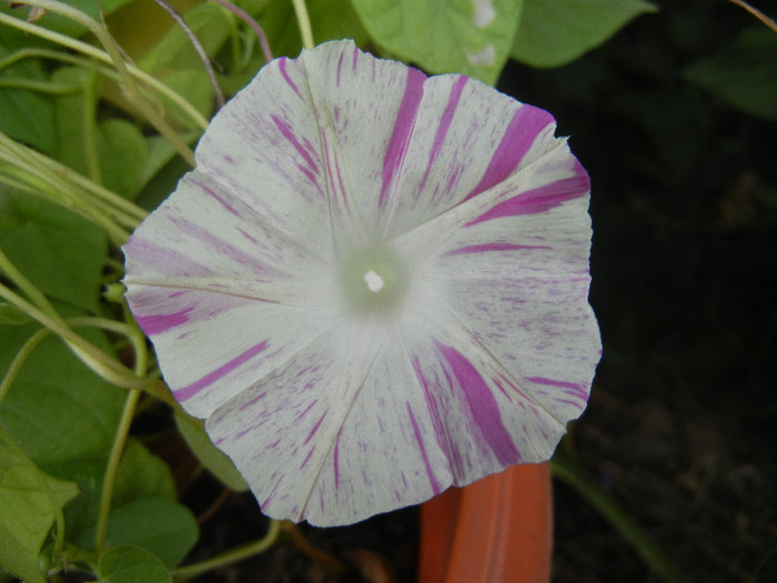 Carnevale di Venezia (2012, Sep.12)