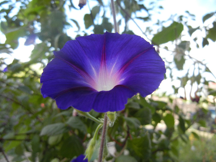 Morning Glory_Ipomoea (2012, Sep.12)