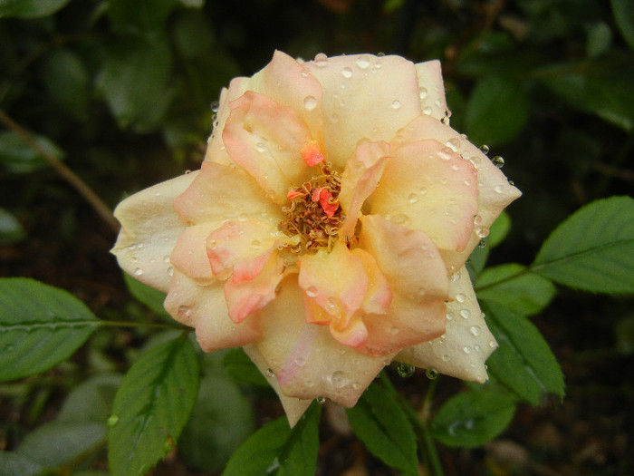 Orange Miniature Rose (2012, Sep.07) - Miniature Rose Orange