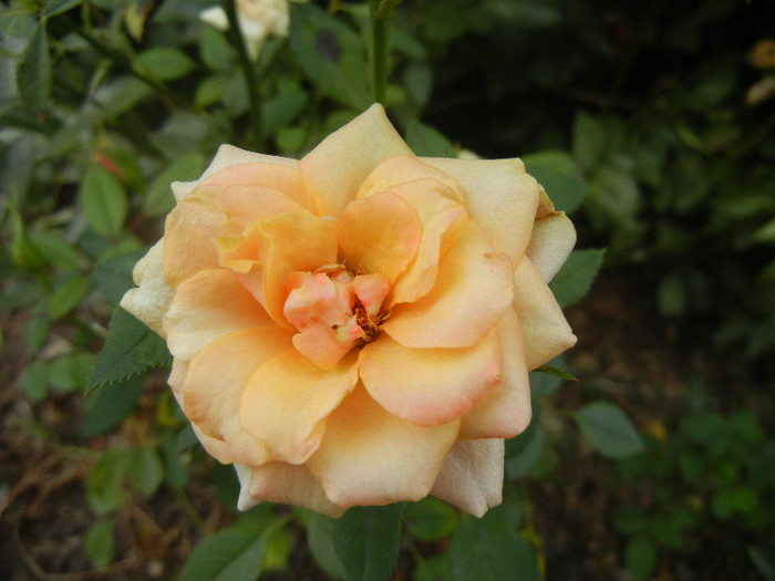 Orange Miniature Rose (2012, Sep.12) - Miniature Rose Orange