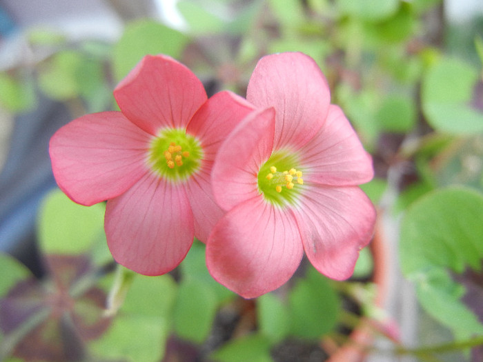 Oxalis Iron Cross (2012, September 08)