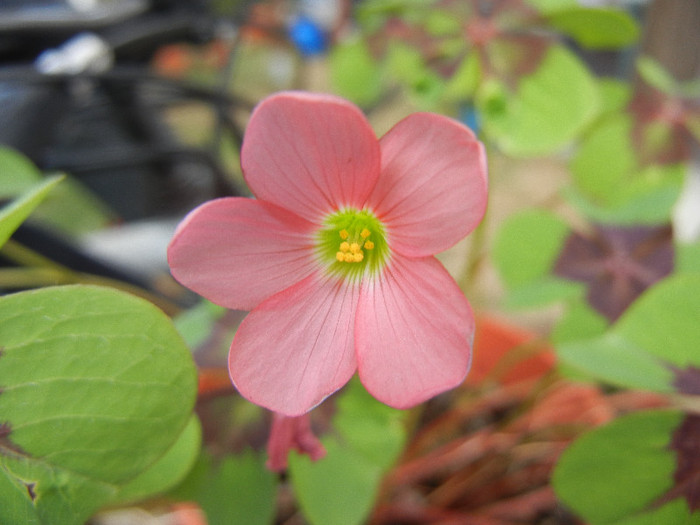 Oxalis Iron Cross (2012, September 12)