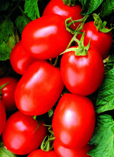 Health Kick Tomato