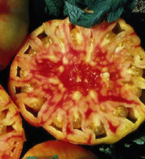 Hillbilly Tomato