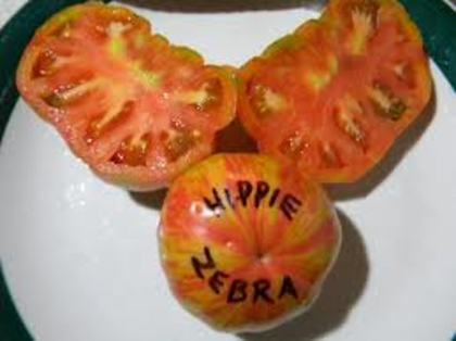 Hippie Zebra