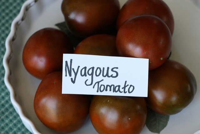 Nyagous T