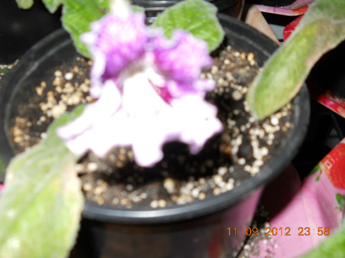 12.09.2012 007 - STREPTOCARPUSI