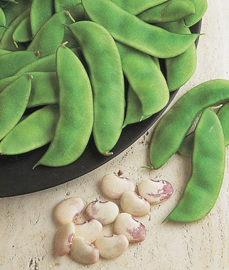 Florida Butter Speckled Lima