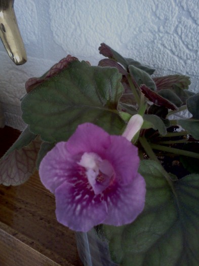 ozark double beauty - Sinningia