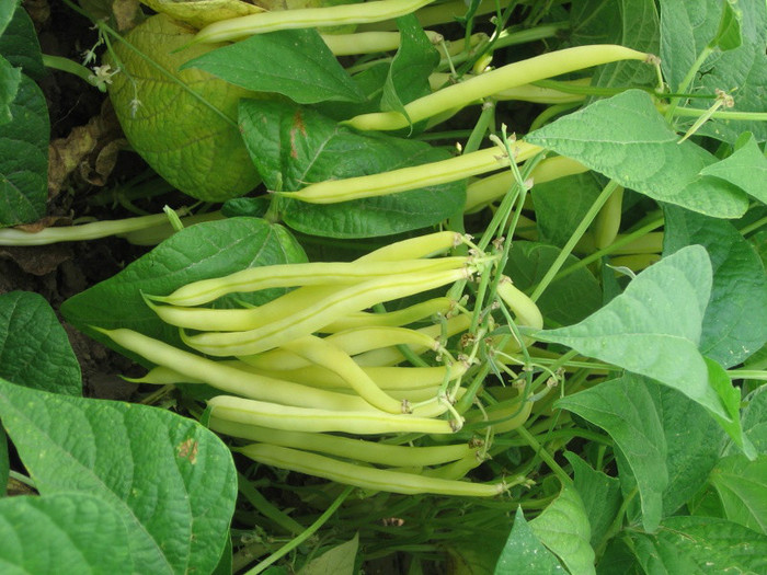 Gold Rush Yellow Bean - fasole seminte