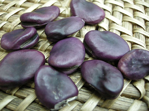 Purple Fava