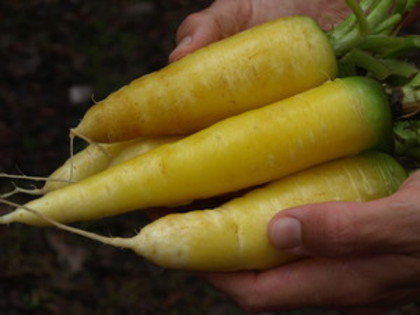 Amarillo- - morcovi seminte