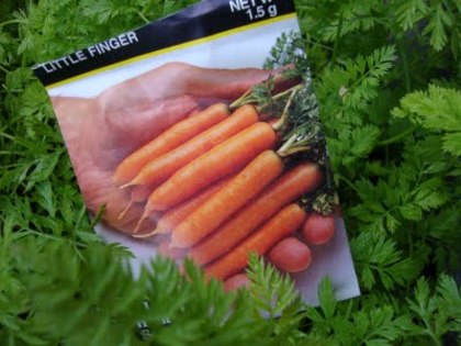 little finger - morcovi seminte