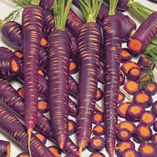 Purple_Haze - morcovi seminte