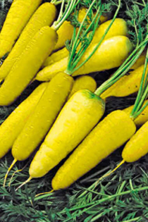 Solar Yellow - morcovi seminte