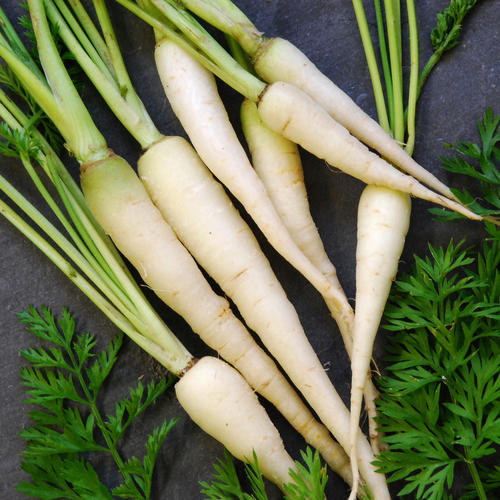 White Belgian