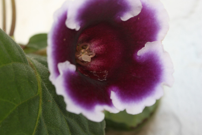 IMG_5980 - Gloxinii si strepto