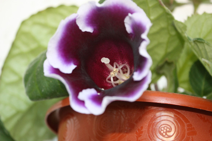 IMG_5981 - Gloxinii si strepto