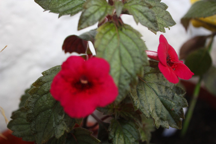 IMG_6006 - Achimenes