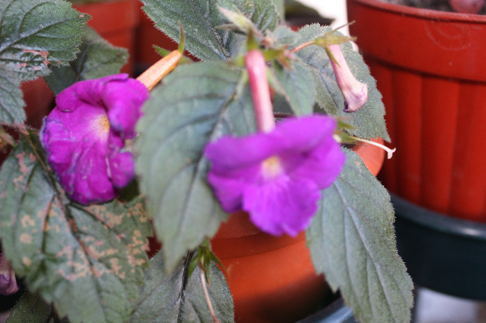 IMG_6014 - Achimenes