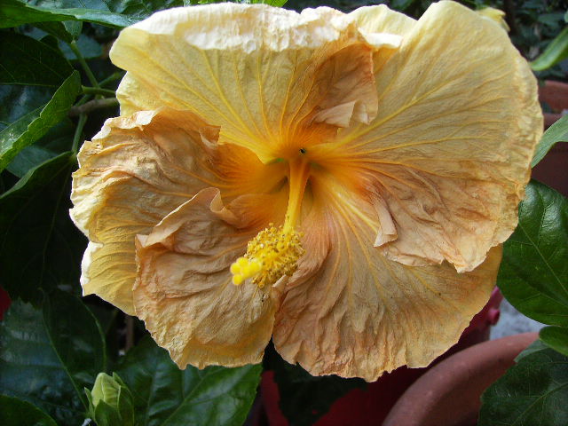 hibiscus - flori de septembrie 2012